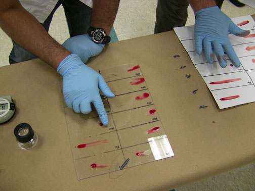 Two people in gloves analyze blood samples on a glass sheet with labeled sections on a table.