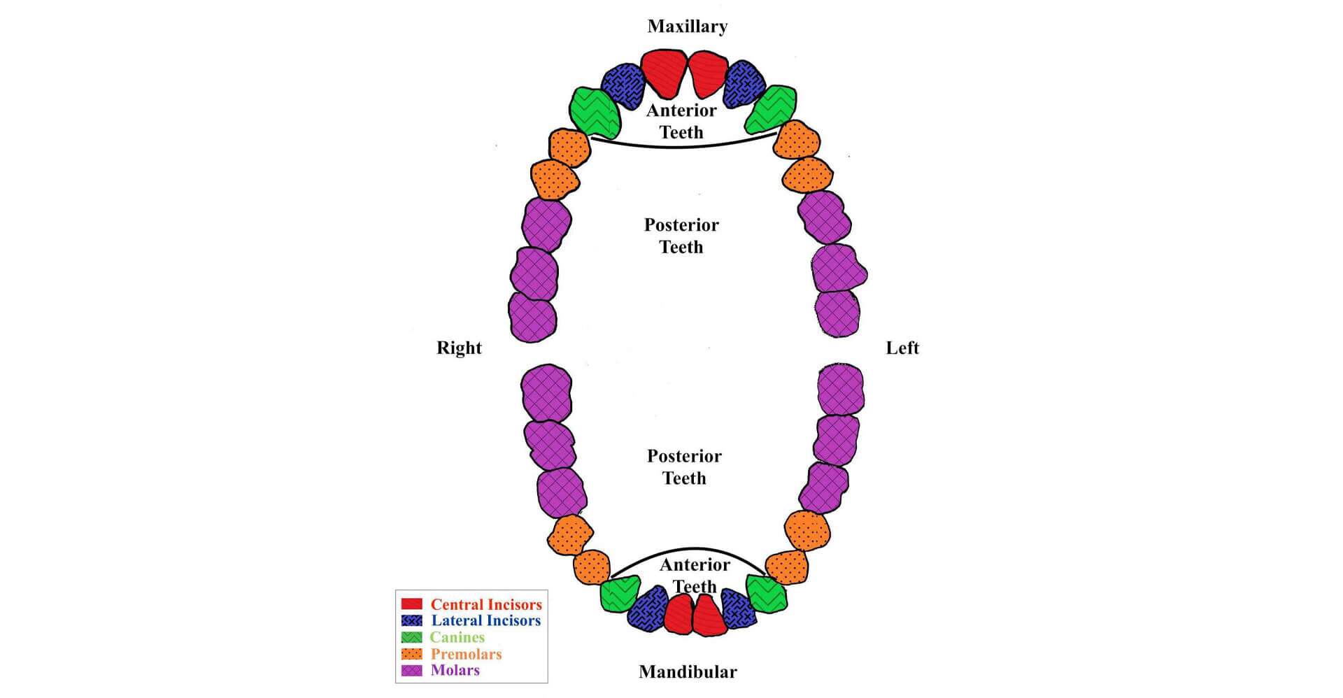 Diagram of human teeth layout, color-coded for different types.
